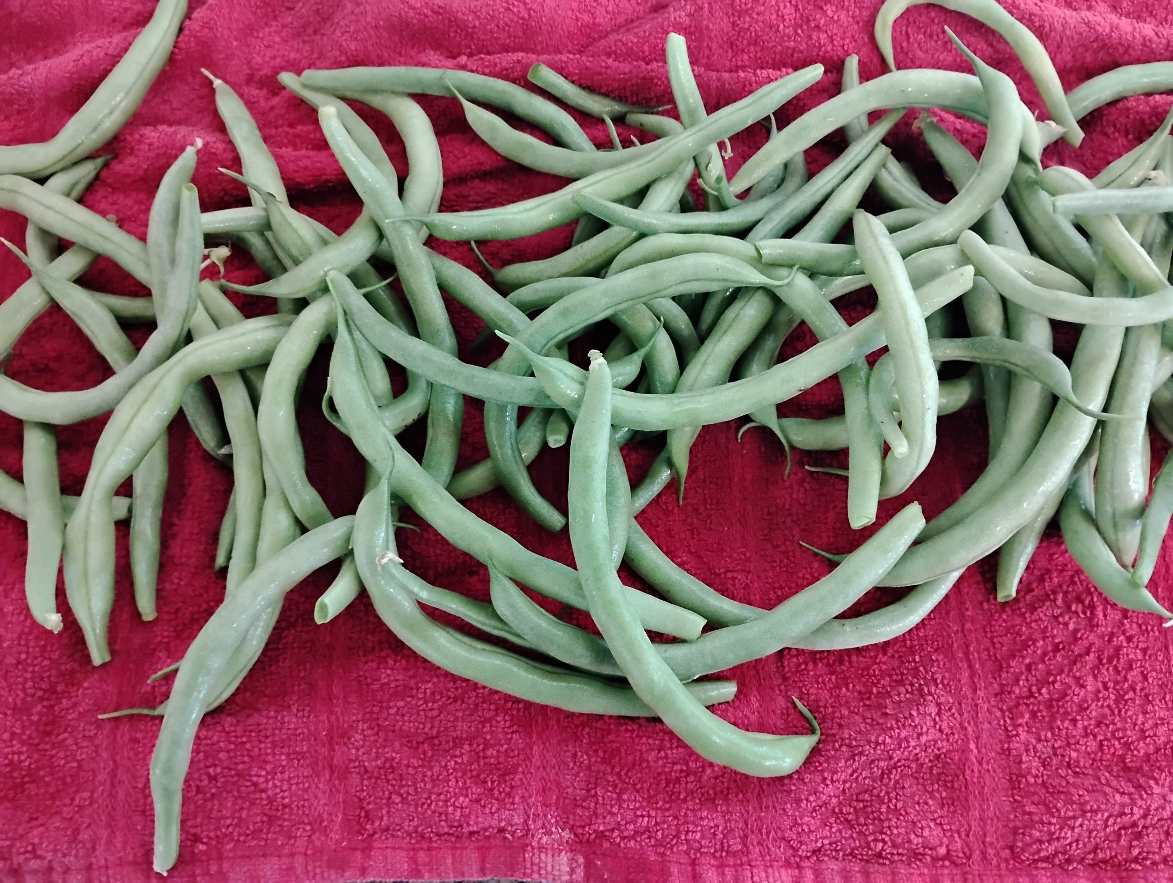 Roasted Green Beans