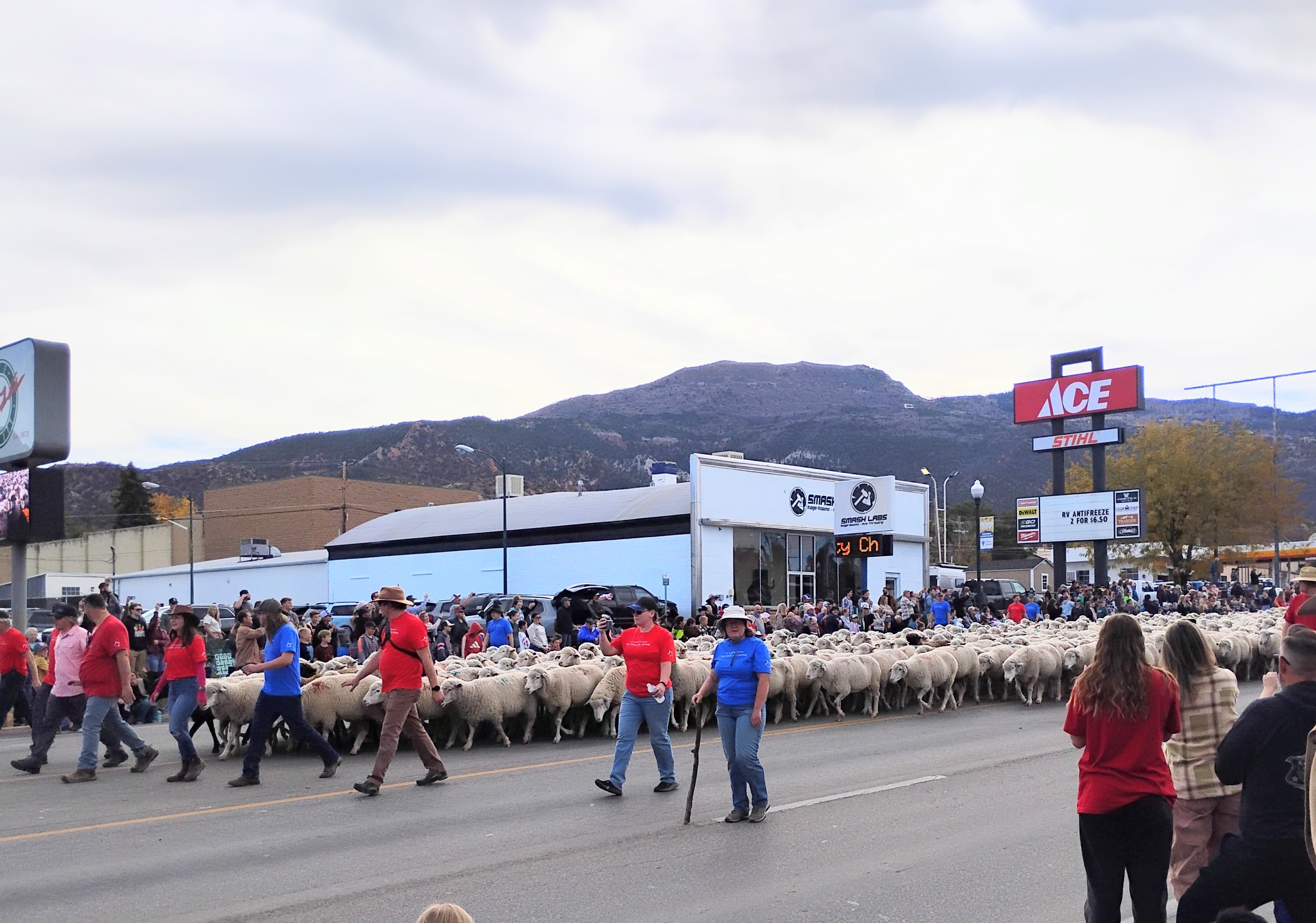 Sheep Parade