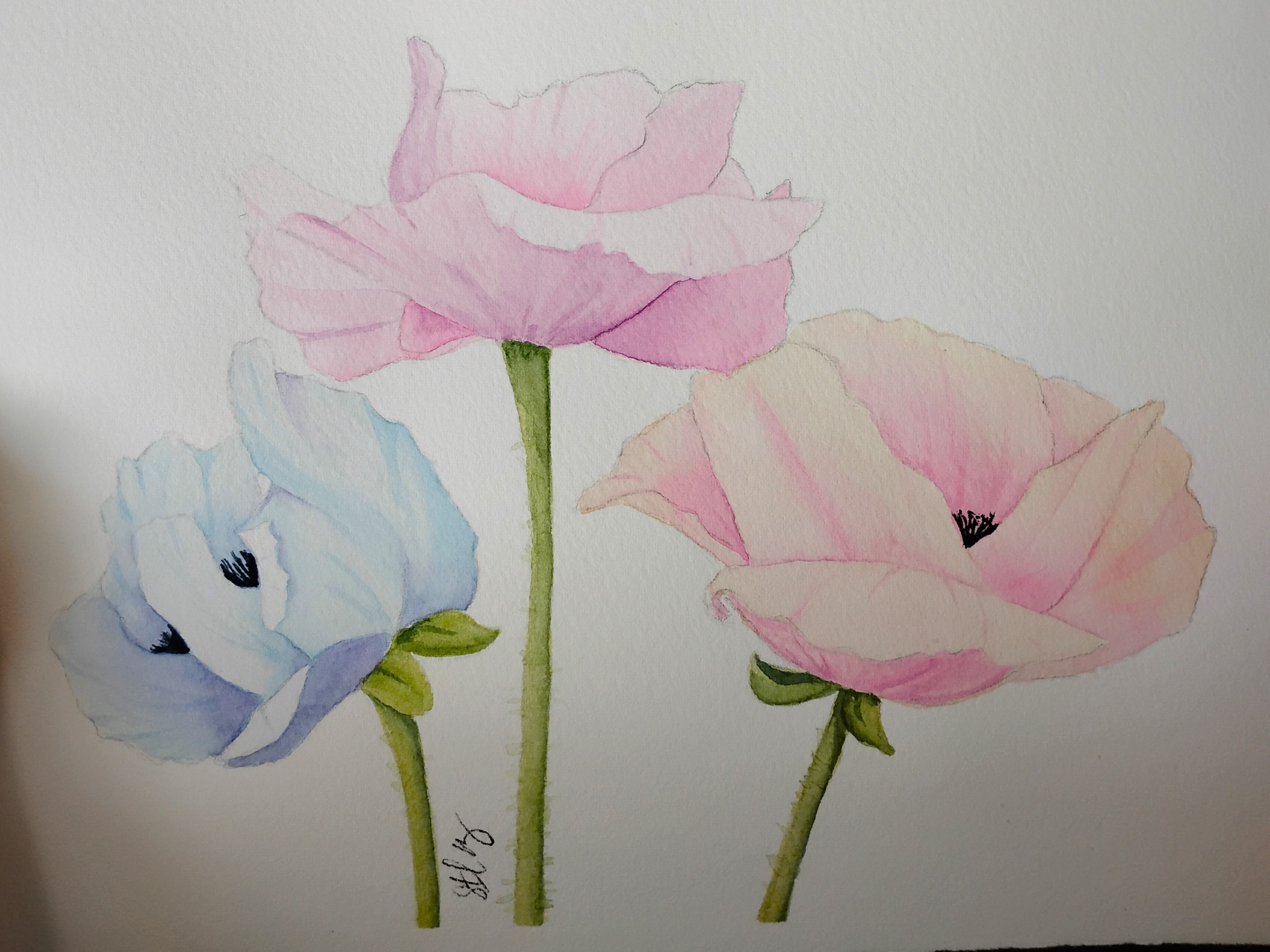 Painting Poppy’s