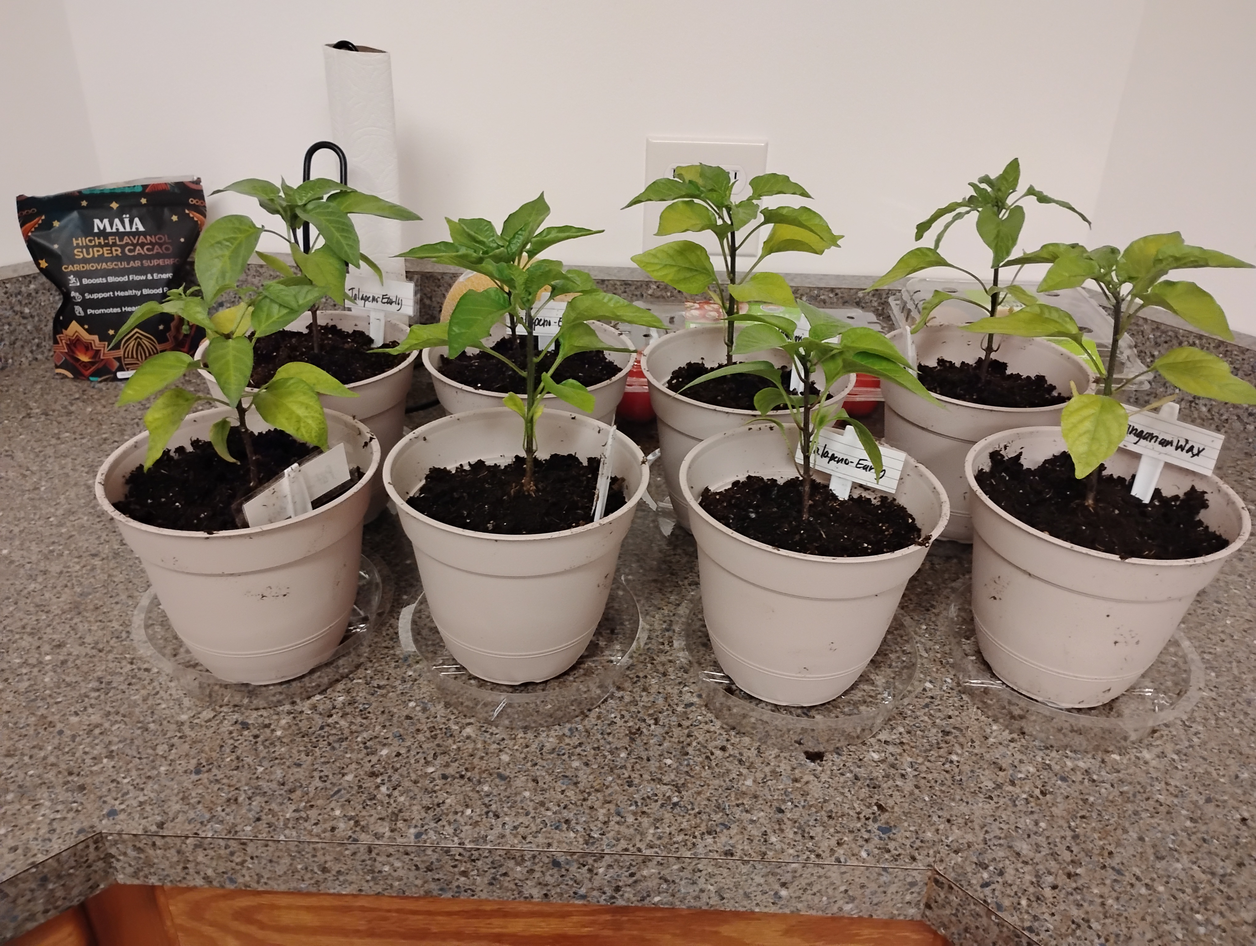 Gardening Year Round – In Alaska?