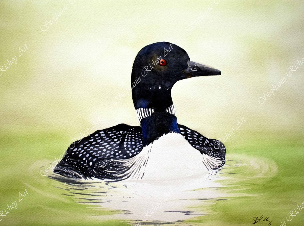 Watercolor loon painting sitting in a still green lake with ripples coming from the loon. Watermark across picture says Stephanie Richey Art