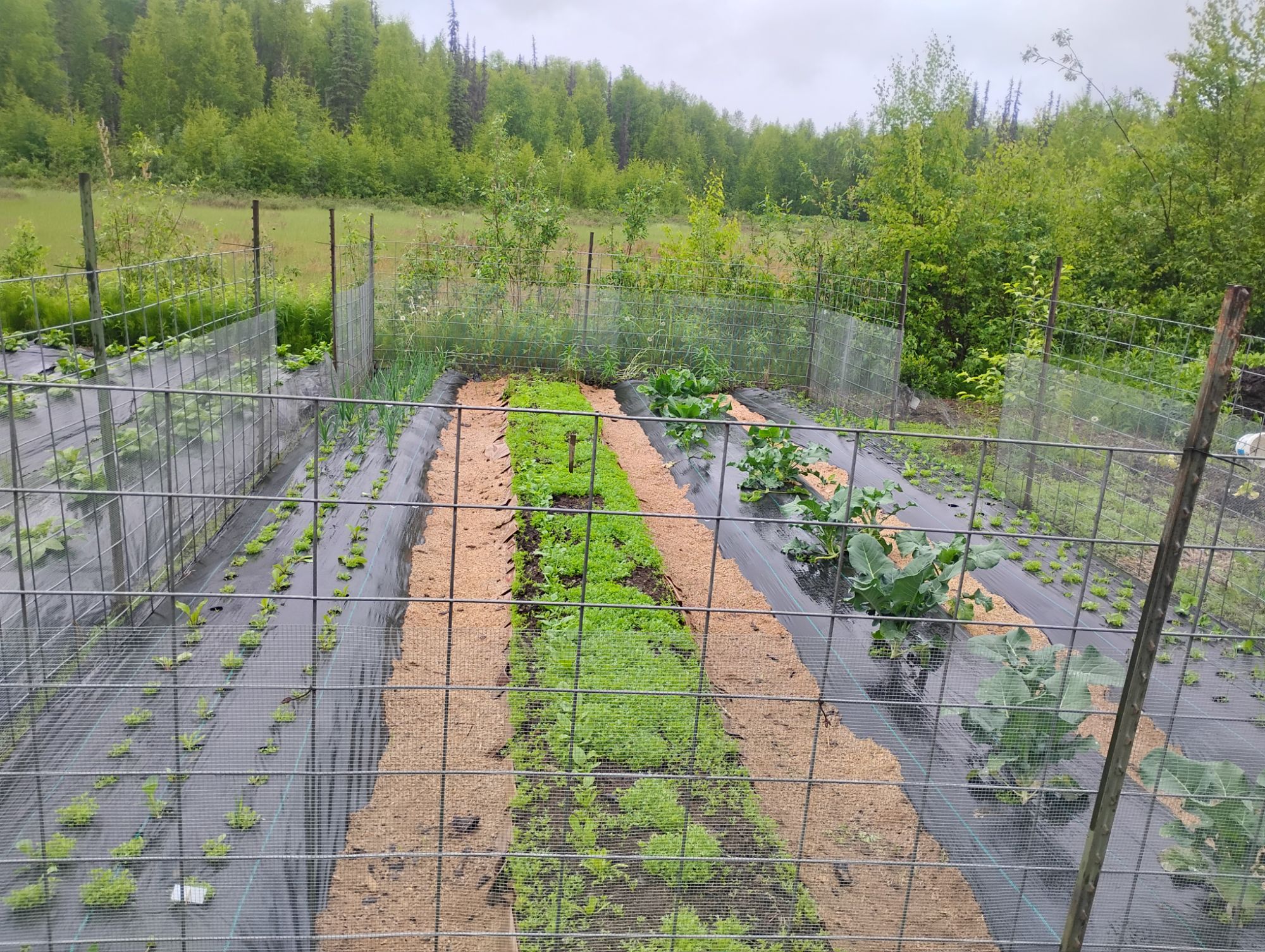 Unintentional Garden Experiment