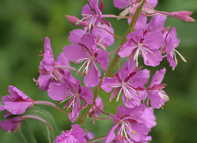 Fireweed – Now In Bloom