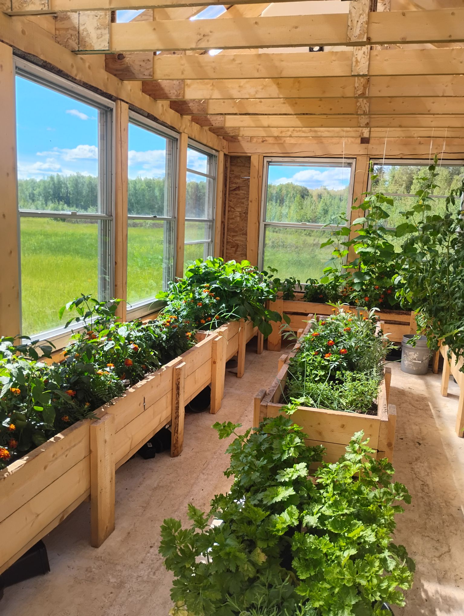 June Greenhouse Update: Thriving Tomatoes and Cucumbers