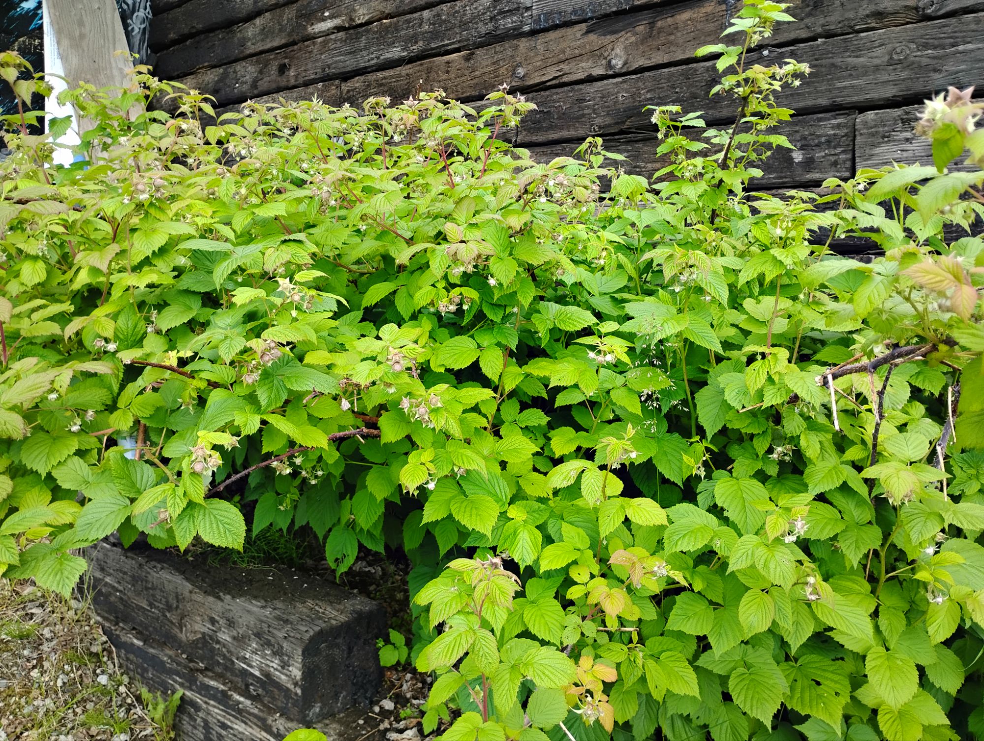 Perennial Fruit Challenges in Cold Climates
