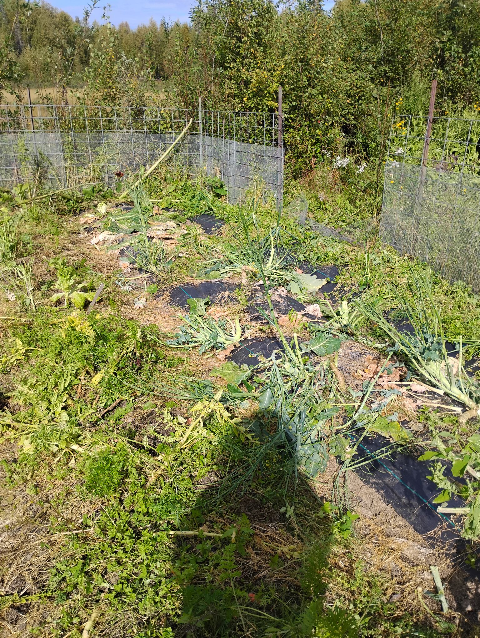 Fall Garden Perils